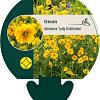 Geum chiloense 'Lady Stratheden' Pot 9 cm