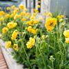 Geum chiloense 'Lady Stratheden' Pot 9 cm