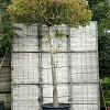 Liquidambar s. 'Worplesdon' (Stamomtrek 35-40 cm) Dakvorm