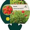 Geum chiloense 'Mrs Bradshaw' Pot 9 cm