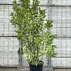 Magnolia 'Betty' Pot 90 Liter 175 - 200 cm