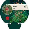 Geum rivale Pot 9 cm