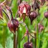 Geum rivale Pot 9 cm