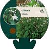 Gillenia trifoliata Pot 9 cm