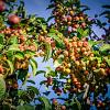 Malus 'Red Sentinel' Pot 10 liter 175 - 200 cm