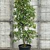 Nyssa sylvatica Pot 50 Liter 175 - 200 cm