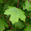 Acer campestre Hoogstam Leivorm