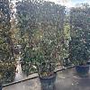 Elaeagnus ebb. 'Compacta' Scherm 160 x 110