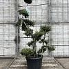 Ilex crenata 'Kimmei' Pot 30 Liter Bonsai