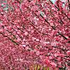 Prunus triloba Pot 7,5 Liter Laagstam