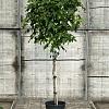 Liquidambar s. 'Gum Ball' Pot 12 liter Stam 100 cm