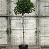 Liquidambar s. 'Gum Ball' Pot 10 liter Stam 120 cm