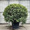 Photinia fraseri 'Red Robin' Bolvorm 125-150 cm