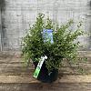 Ceanothus thyrsiflorus repens Pot 5 Liter 