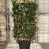 Photinia fraseri 'Red Robin' Scherm 70x110 (BxH)