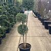 Ligustrum delavayanum Pot 30 Liter 150 - 175 cm Pon-Ponvorm