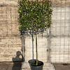 Photinia fraseri 'Red Robin' Stam 130 cm Leivorm 120x100 (BxH)  ijzer frame