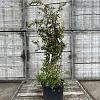 Abelia grandiflora Pot 18 liter 