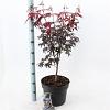 Acer pal. 'Bloodgood' Pot 10 liter 60 - 80 cm