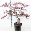 Acer pal. 'Bloodgood' Pot 10 liter 60 - 80 cm