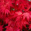 Acer pal. 'Deshojo' Pot 7,5 Liter 100 - 125 cm