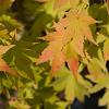 Acer pal. 'Summer Gold' Pot 20 Liter 125 - 150 cm