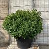Prunus l. 'Angustifolia' Bolvorm 100-125 cm