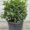 Prunus l. 'Angustifolia' Bolvorm 40-50 cm