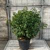 Prunus l. 'Angustifolia' Bolvorm 80-90cm