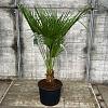Chamaerops humilis Pot 15 liter 