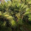 Chamaerops humilis 'Vulcano' Pot 30 Liter 