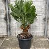 Chamaerops humilis 'Vulcano' Pot 30 Liter 
