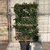 Prunus l. 'Angustifolia' Scherm 70x110 (BxH)