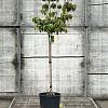 Cornus fl. Cherokee Daybreak Pot 18 liter Halfstam