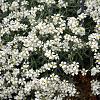 Gypsophila repens 'Alba' Pot 9 cm