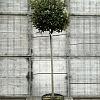 Elaeagnus ebb. 'Compacta' Pot 25 Liter stam 150 cm