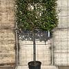 Elaeagnus ebb. 'Compacta' Stam 100 cm Leivorm 120x100 (BxH)  ijzer frame