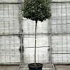 Elaeagnus ebb. 'Compacta' Pot 50 Liter stam 150 cm (Stamomtrek 12-14 cm)