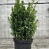 Euonymus jap. 'Green Spire' Pot 7,5 Liter 40 - 50 cm