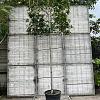 Fagus sylvatica Pot 90 Liter Stam 180 cm (Stamomtr.12-14) Leivorm 150x120 (BxH) 