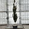 Fagus syl. 'Dawyck Purple' Pot 30 Liter 200 - 250 cm