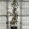 Fagus syl. 'Purple Fountain' Pot 50 Liter 200 - 250 cm