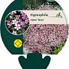 Gypsophila repens 'Rosea' Pot 9 cm