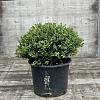 Ilex crenata 'Convexa' Bolvorm 40-50 cm