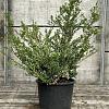 Ilex crenata 'Convexa' Pot 15 liter 60 - 80 cm