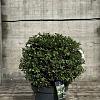 Ilex crenata 'Green Glory' Pot 12 liter 40 - 50 cm Bolvorm