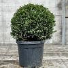 Ilex crenata 'Stokes' Pot 10 liter Bolvorm 30-40 cm