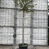 Lagerstroemia indica Hoogstam (Stamomtrek 12-14 cm)