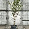 Lagerstroemia indica Pot 25 Liter 150 - 175 cm