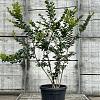 Lagerstroemia 'Sioux' Pot 35 Liter 125 - 150 cm